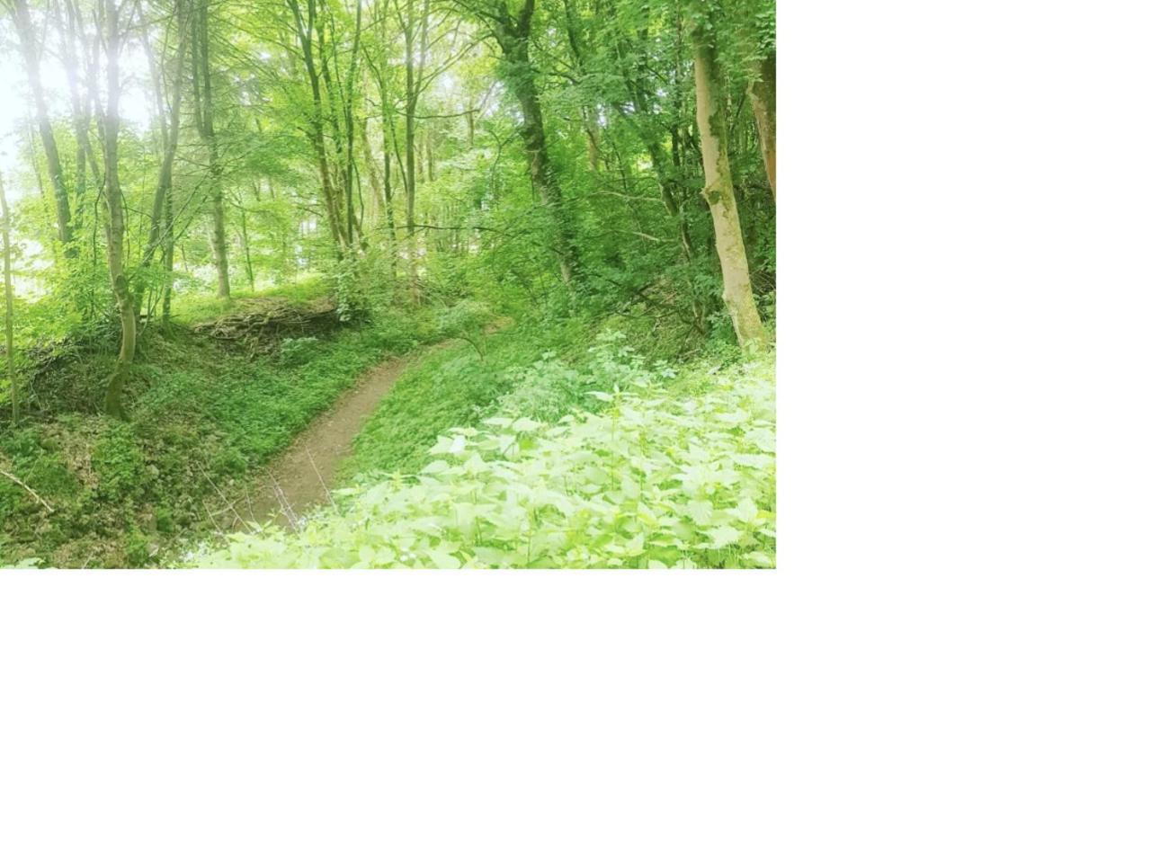 Natur Pur Frielendorf Kültér fotó
